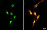 MYOD Antibody in Immunocytochemistry (ICC/IF)