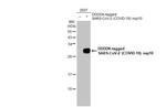SARS-CoV-2 NSP10 Antibody in Western Blot (WB)