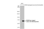 Lassa Virus Nucleoprotein Recombinant Rabbit Monoclonal Antibody (HL1390)