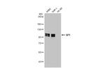 SP1 Antibody in Western Blot (WB)