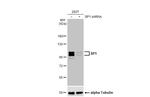 SP1 Antibody in Western Blot (WB)
