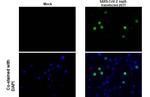 SARS-CoV-2 NSP9 Recombinant Rabbit Monoclonal Antibody (HL1399)