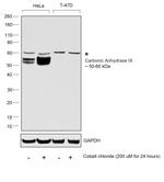 Carbonic Anhydrase IX Antibody in Western Blot (WB)