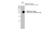 SARS-CoV-2 NSP1 Antibody in Western Blot (WB)