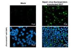 Nipah Virus Nucleoprotein Antibody in Immunocytochemistry (ICC/IF)