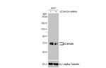 ZC3H12A Recombinant Rabbit Monoclonal Antibody (HL1442)