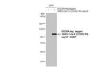 SARS-CoV-2 NSP12 Antibody in Western Blot (WB)