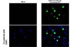 SARS-CoV-2 NSP15 Recombinant Rabbit Monoclonal Antibody (HL1446)
