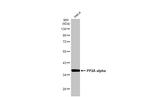 PP2A alpha Antibody in Western Blot (WB)