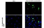SARS-CoV-2 ORF7b Antibody in Immunocytochemistry (ICC/IF)