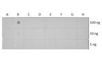 H3K18ac Antibody in Dot Blot (DB)
