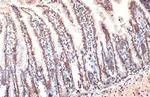 H3K18ac Antibody in Immunohistochemistry (Paraffin) (IHC (P))
