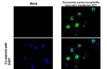 Venezuelan Equine Encephalitis Virus NSP1 Recombinant Rabbit Monoclonal Antibody (HL1472)