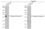 DRD2 Antibody in Western Blot (WB)