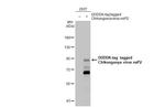 Chikungunya Virus NSP2 Antibody in Western Blot (WB)