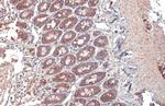 TOMM20 Antibody in Immunohistochemistry (Paraffin) (IHC (P))