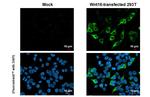 WNT16 Recombinant Rabbit Monoclonal Antibody (HL1498)