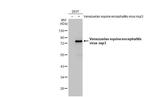 Venezuelan Equine Encephalitis Virus NSP3 Antibody in Western Blot (WB)