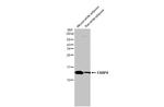 FABP4 Antibody in Western Blot (WB)