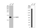 FABP4 Antibody in Western Blot (WB)