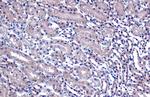 NPEPPS Antibody in Immunohistochemistry (Paraffin) (IHC (P))