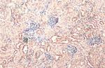 NPEPPS Antibody in Immunohistochemistry (Paraffin) (IHC (P))