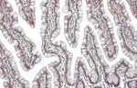 TRIM28 Antibody in Immunohistochemistry (Paraffin) (IHC (P))
