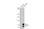 TRPV2 Antibody in Western Blot (WB)