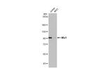 ZBTB17 Antibody in Western Blot (WB)