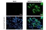 WNT6 Recombinant Rabbit Monoclonal Antibody (HL1568)