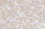 KPNA3 Recombinant Rabbit Monoclonal Antibody (HL1573)