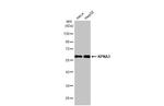 KPNA3 Antibody in Western Blot (WB)