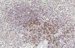 CD28 Antibody in Immunohistochemistry (Paraffin) (IHC (P))