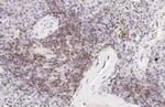 CD28 Antibody in Immunohistochemistry (Paraffin) (IHC (P))