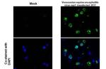 Venezuelan Equine Encephalitis Virus NSP1 Recombinant Rabbit Monoclonal Antibody (HL1593)