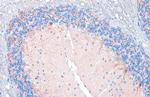 VGAT Antibody in Immunohistochemistry (Paraffin) (IHC (P))