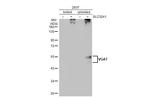 VGAT Antibody in Western Blot (WB)