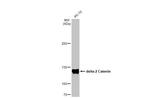 Catenin delta-2 Antibody in Western Blot (WB)