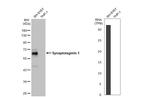 Synaptotagmin 1 Recombinant Rabbit Monoclonal Antibody (HL1654)