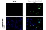 Zika Virus NS4B Recombinant Rabbit Monoclonal Antibody (HL1663)