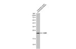 CD81 Antibody in Western Blot (WB)