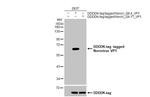 Norovirus VP1 Recombinant Rabbit Monoclonal Antibody (HL1672)