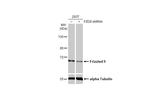 FZD9 Recombinant Rabbit Monoclonal Antibody (HL1675)