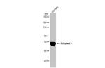 FZD9 Antibody in Western Blot (WB)