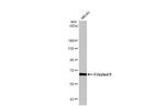 FZD9 Antibody in Western Blot (WB)