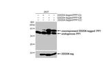PP1 alpha/beta/gamma Antibody in Western Blot (WB)