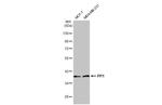 PP1 alpha/beta/gamma Recombinant Rabbit Monoclonal Antibody (HL1677)