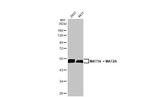 MAT1A/MAT2A Recombinant Rabbit Monoclonal Antibody (HL1679)