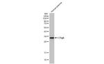 C1QA Antibody in Western Blot (WB)