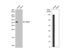 TAL1 Recombinant Rabbit Monoclonal Antibody (HL1703)